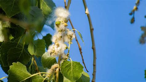 How to Grow and Care for Cottonwood Tree (Complete Guide) | Planet Natural