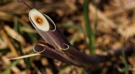 Brazil Researchers Show How Genetics Can Improve 2g Ethanol Production