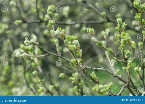 Blossoming Buds Of Pussy Willow On Branches In The Spring Forest At Sunset In April Salix