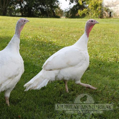 White Broad Breasted White Turkey