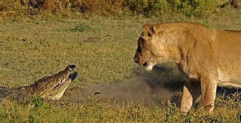 Alligator vs Lions | Animals