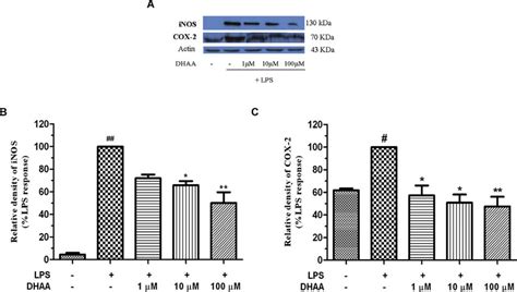 Effect Of Dhaa On Lps Induced Cox 2 And Inos Expression In Rat