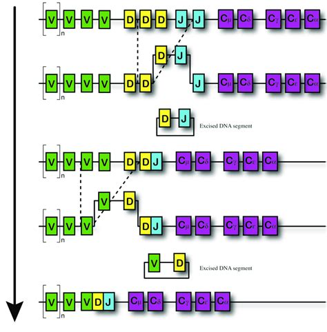 Schematic Representation Of The V D J Rearrangements Occurring In B