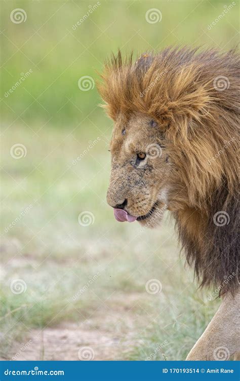 Male Lion Great Caesar From Notches Seen Near Mara River Masai Mara