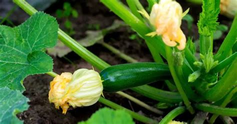 Food Foraging How To Find Native Edible Plants Right In Your Backyard