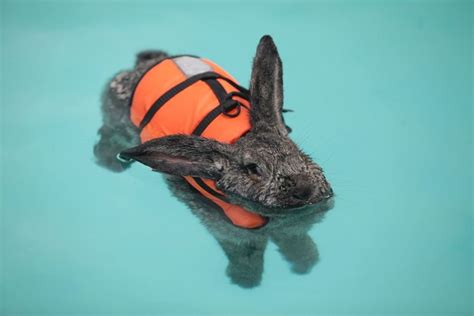 Can Rabbits Swim? | MyPetCareJoy