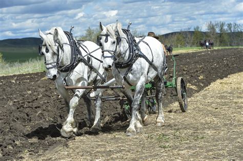 Working Horses - CGI Photography