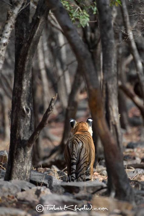 Tiger Photography Tour - Ranthambore - Wildlife Tours