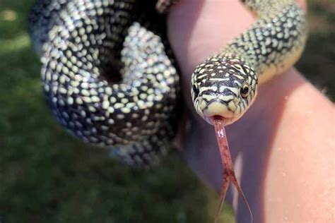 5 Types Of Kingsnakes In Mississippi Pictures Reptile Jam