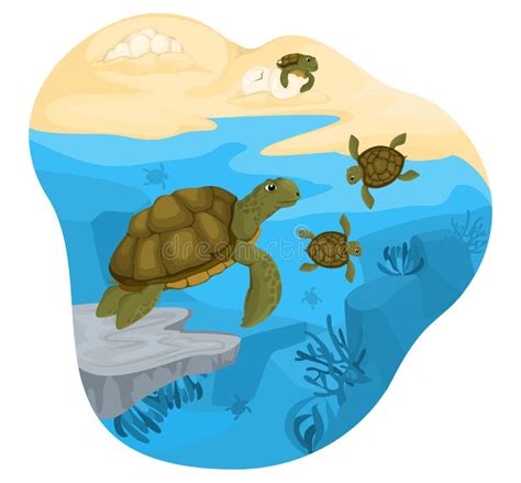 Composición Del Ciclo De Vida De Las Tortugas Ilustración Del Vector