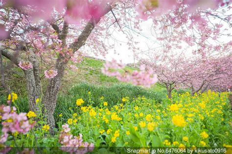 菜の花と河津桜の写真・画像素材 6476064 Snapmart（スナップマート）