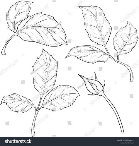 Rose Flowers Leaves Outline Vector Illustration Stock Vector (Royalty ...