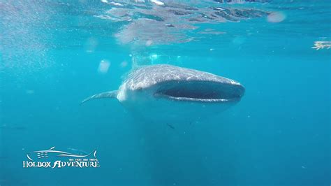 Holbox Island Whale shark Sanctuary Tour by Holbox Adventure - YouTube