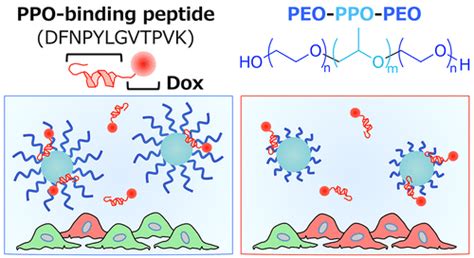 Affinity Based Functionalization Of Biomedically Utilized Micelles