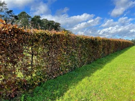 Copper Beech Hedge Instant Hedge Order Hedging Online