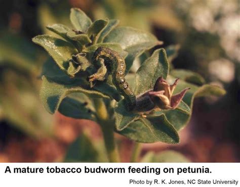 Tobacco Budworm On Ornamentals Nc State Extension Publications