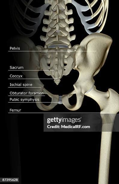 130 Obturator Foramen Stock Photos, High-Res Pictures, and Images ...