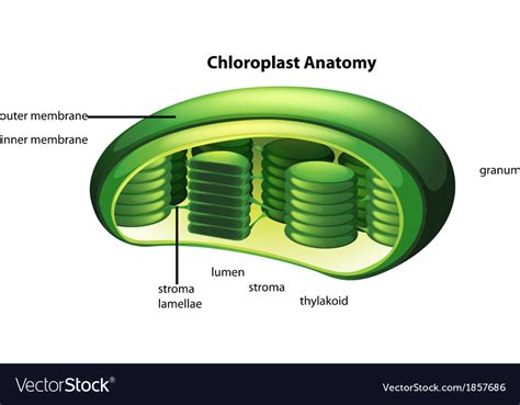 Chloroplast Royalty Free Vector Image VectorStock