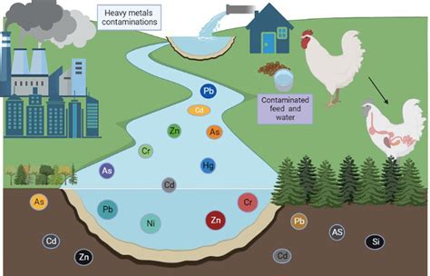 Frontiers Heavy Metal Toxicity In Poultry A Comprehensive Review