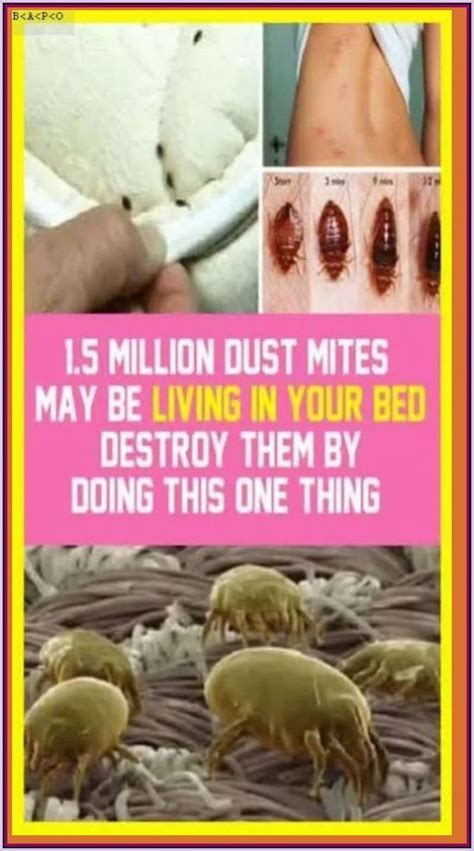 Did You Know Millions Of Dust Mite Artofit