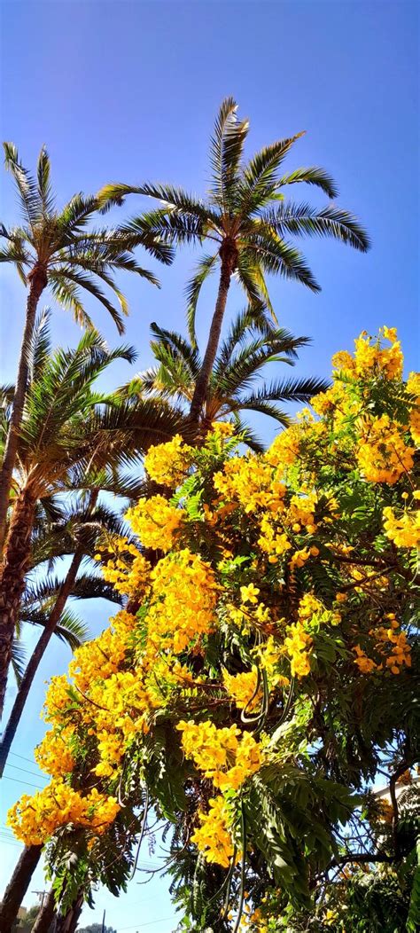 Yellow Flowers Are Blooming On The Trees