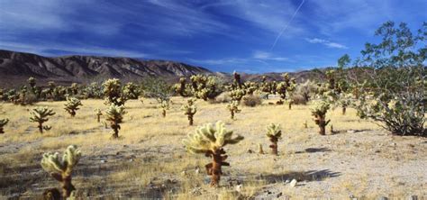 Joshua Tree National Park Self Guided Driving Tour