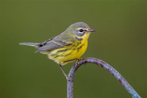 Prairie Warbler Audubon Field Guide