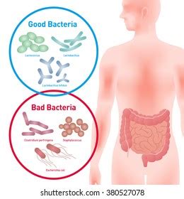 Bacterias Buenas Y Malas Bacterias Bacterias Vector De Stock Libre