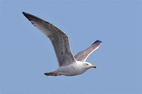 Yellow-legged Gull | Audubon Field Guide