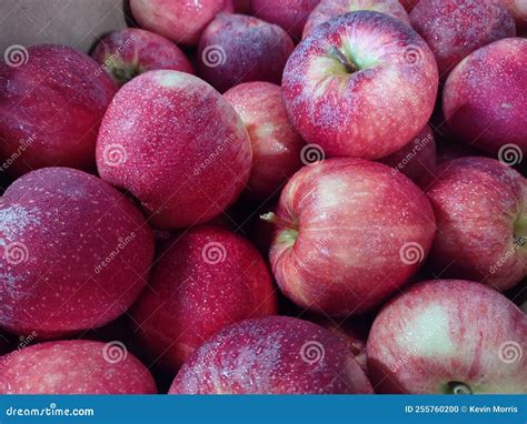 Batch Of Red Gala Apples Stock Photo Image Of Natural 255760200