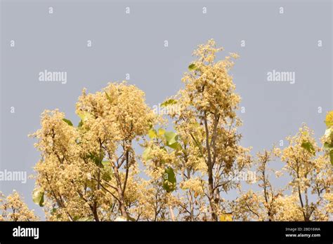 Sal Tree And Flower In India Stock Photo Alamy