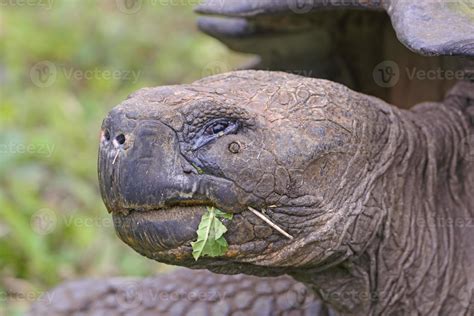 Head shot of a Galapagos Giant Tortoise 3176146 Stock Photo at Vecteezy