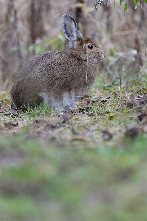 Lièvre d Amérique Snowshoe Hare Parc national du Mont Tr Flickr