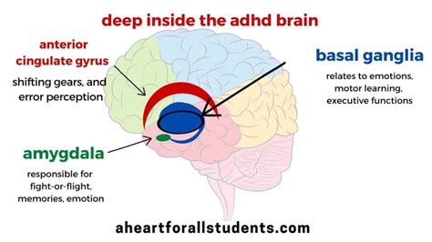 What Are The 7 Types Of Adhd And Why They Matter A Heart For All Students