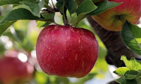 Apple Varieties | 16 Heirloom Apples & What They Taste Like ...