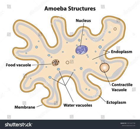 Amoeba Overview Structure Properties And Uses