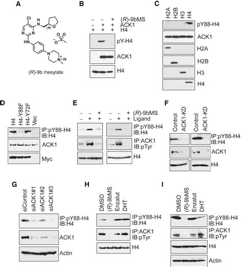 ACK1 TNK2 Regulates Histone H4 Tyr88 Phosphorylation And AR Gene