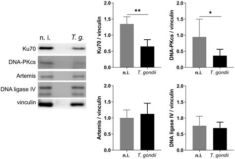 Toxoplasma Gondii Infection Induced Host Cellular Dna Damage Is Strain