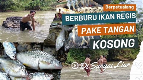 Berpetualang Bersama Tim Sero Berburu Ikan Regis Youtube