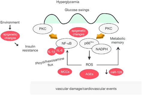 Molecular Mechanisms And Biomarkers In Type 2 Diabetes In Diabetic