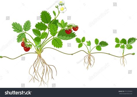 Garden Strawberry Plant Roots Flowers Fruits Stock Vector (Royalty Free) 751255993 | Shutterstock