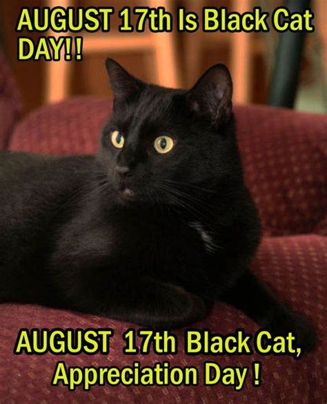 Black Cat Appreciation Day - Neatorama