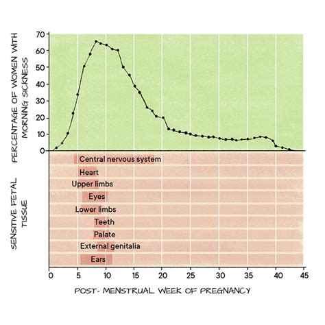 What Causes Morning Sickness And Why It Occurs In Pregnancy