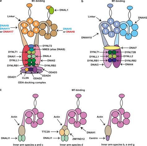 Axonemal Dynein Complexes A Axonemal Oda The Blue Text Denotes