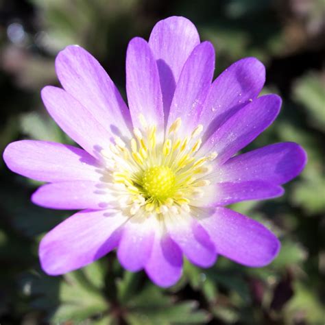 Anemone Blanda Pink Bulbs Pink Grecian Windflowers Easy To Grow Bulbs