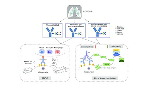 | The hypothesized roles of IgG N-glycosylation in the immunopathology ...