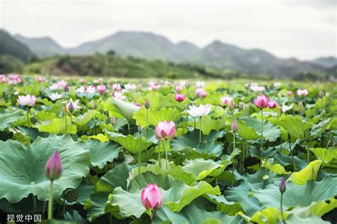 二十四节气丨今日大暑 许昌学院附属中学官方网站