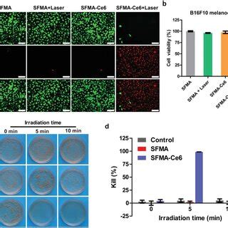 In Vitro Anticancer Effect And Antibacterial Activity Of Sfmace