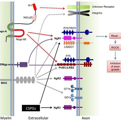 Axon regeneration versus axon sprouting after injury in the spinal cord ...