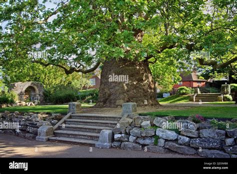 Uk Kent Canterbury Westgate Gardens Plane Tree Near Tower House